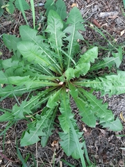 Taraxacum officinale