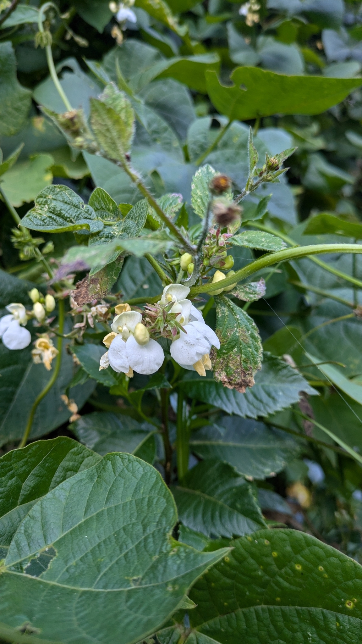 Bushy Bean (Phaseolus ×)