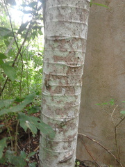 Cecropia obtusifolia