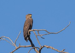 Circaetus cinerascens