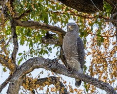 Circaetus cinerascens