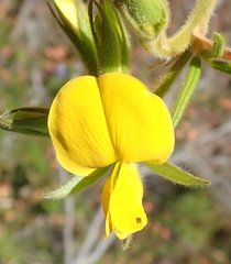 Rhynchosia chrysoscias