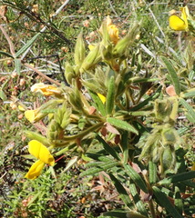 Rhynchosia chrysoscias