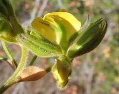 Rhynchosia chrysoscias