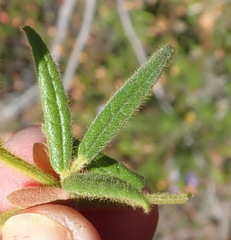 Rhynchosia chrysoscias