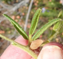 Rhynchosia chrysoscias