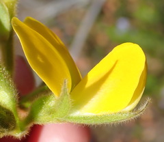 Rhynchosia chrysoscias