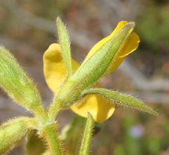 Rhynchosia chrysoscias