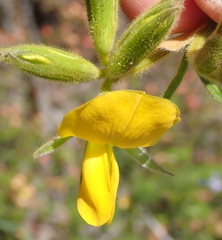 Rhynchosia chrysoscias