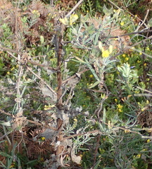 Rhynchosia chrysoscias