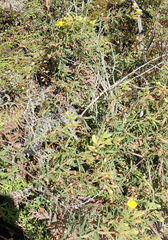 Rhynchosia chrysoscias