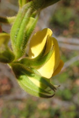 Rhynchosia chrysoscias