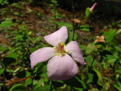 Rhexia petiolata