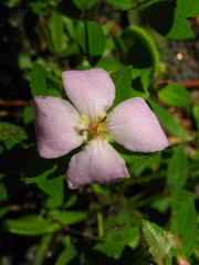 Rhexia petiolata