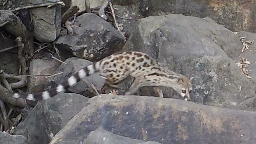 West African Large-spotted Genet (Genetta pardina) — Least Concern Mammalia