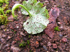 Puccinia glechomatis