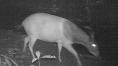 Jentink's Duiker photo 5