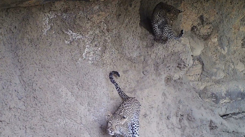 African Leopard