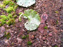Puccinia glechomatis
