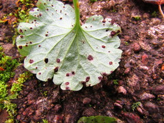 Puccinia glechomatis