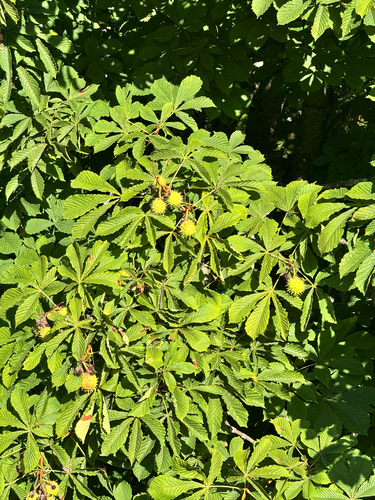 Horse Chestnut