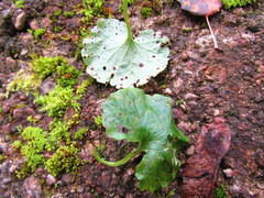Puccinia glechomatis