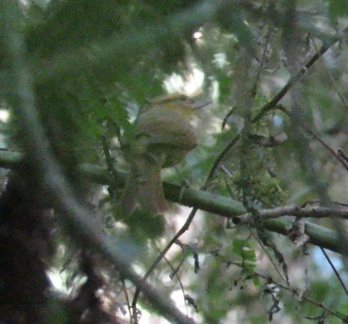 Ochre-breasted Foliage-gleaner