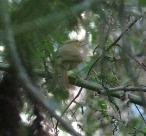 Ochre-breasted Foliage-gleaner