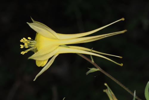 Aquilegia chrysantha