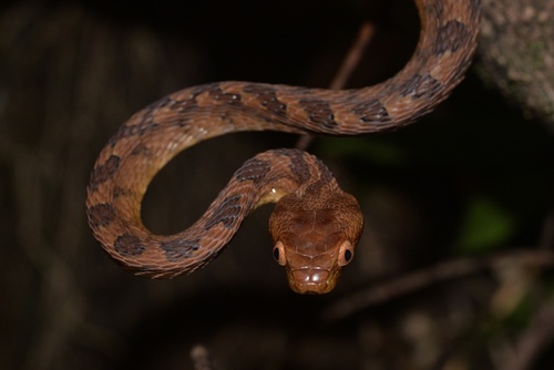 Kelung Cat Snake