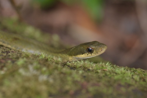 Chinese Bamboo Snake