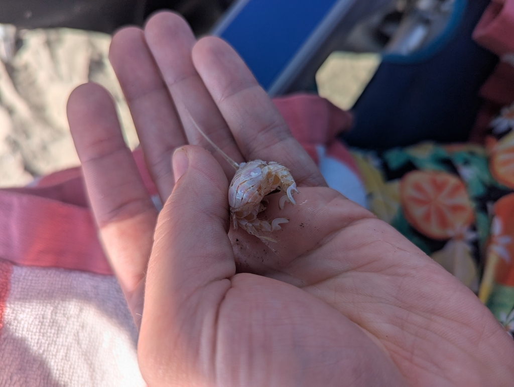 California mole crab
