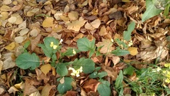 Raphanus raphanistrum