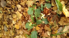 Raphanus raphanistrum