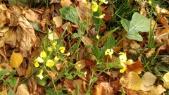 Raphanus raphanistrum