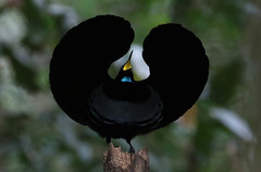 Ptiloris victoriae