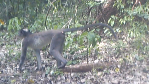 White-naped mangabey