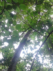 Cecropia obtusifolia