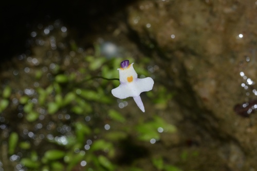 Utricularia warburgii