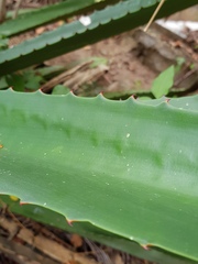 Furcraea cabuya