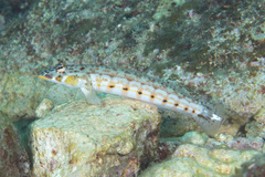 Parapercis clathrata