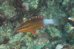 Bridled Parrotfish photo 5