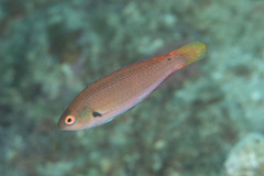 Cirrhilabrus punctatus