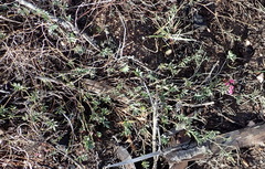 Tephrosia capensis capensis