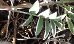 Tephrosia capensis capensis