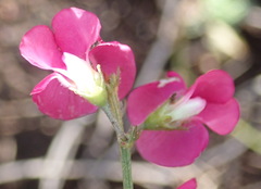Tephrosia capensis capensis
