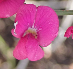 Tephrosia capensis capensis