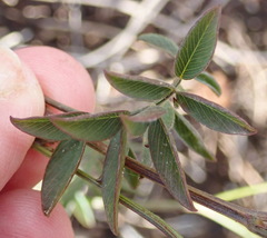 Tephrosia capensis capensis