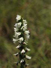 Spiranthes flexuosa
