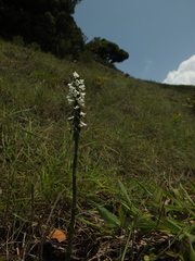 Spiranthes flexuosa